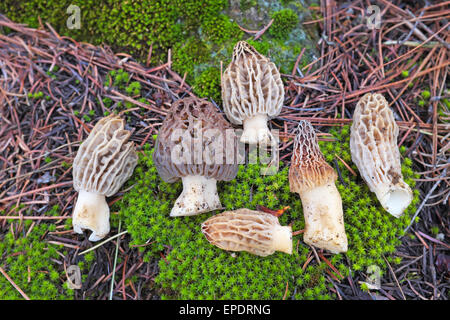 Une poignée d'or jaune ou de morilles, Morchella esculenta, à partir de la chaîne des Cascades en Oregon Banque D'Images