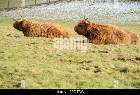 Un couple de vaches Highland poilu se reposant dans un domaine en Ecosse Banque D'Images