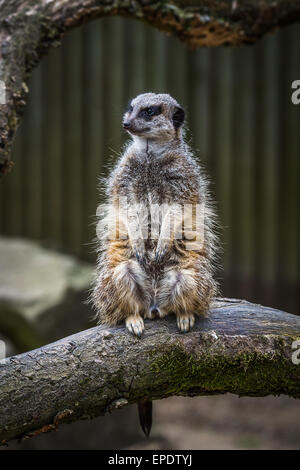 Lone meerkat sur les fonctions. Banque D'Images