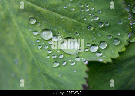 Close-up de gouttes de rosée sur une Lady's Mantle Banque D'Images