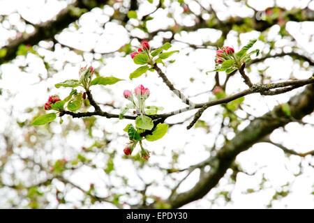 Pink apple bourgeons sur gros plan avec arbre ciel blanc. Banque D'Images