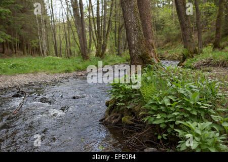 Stream ruisseau de martin moulin flottait vers la rivière Ourthe dans les Ardennes Banque D'Images