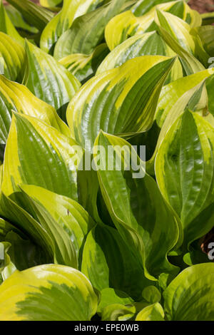 Feuillage panaché de couleurs vives de Hosta 'Queen Josephine' Banque D'Images