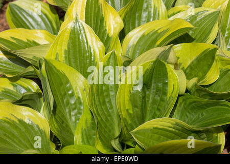 Feuillage panaché de couleurs vives de Hosta 'Queen Josephine' Banque D'Images