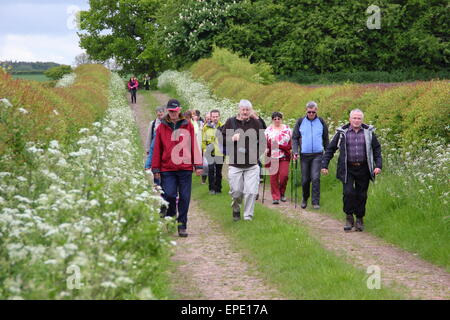 Un groupe de randonneurs participer à une promenade guidée dans le cadre de la campagne du Derbyshire Chesterfield Walking Festival UK peut Banque D'Images