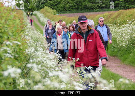 Un groupe de randonneurs participer à une promenade guidée dans le cadre de la campagne du Derbyshire Chesterfield Walking Festival UK peut Banque D'Images