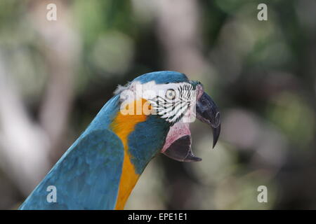 Extrêmement rare de l'Ara à gorge bleue, Ara glaucogularis, du nord Bolivie une espèce en voie de disparition. Banque D'Images