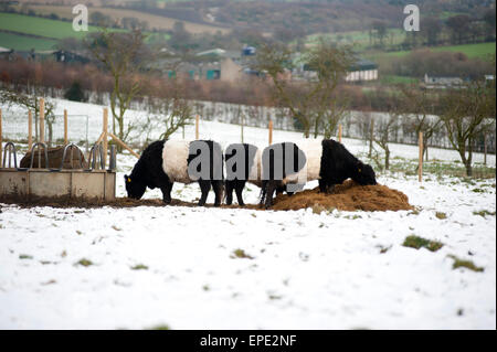 Ceinture vaches dans la neige. Banque D'Images