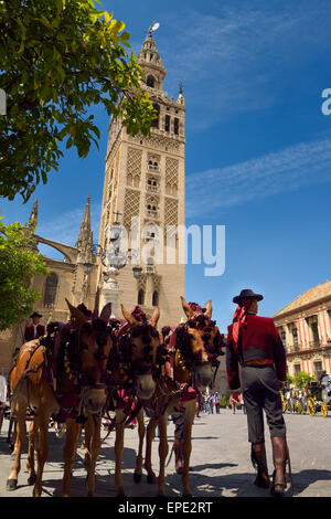 La Giralda de Séville la Cathédrale avec les conducteurs de calèche mule andalousie Banque D'Images