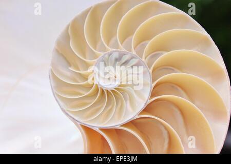 Coque nautilus Fibonacci section spirale perle symétrie moitié croix dorée ratio structure de coque gros plan nacre ( pompilius nautilus shell ) Banque D'Images