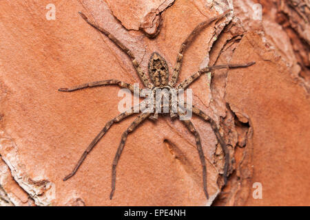 Un homme araignée Huntsman (Heteropoda venatoria) s'accroche au tronc d'un pin. Banque D'Images