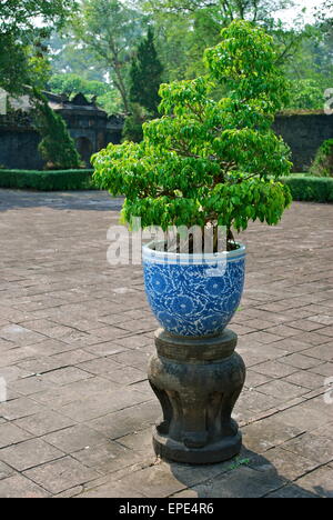 Arbre miniature dans un pot en porcelaine jardins du temple, Hue, Vietnam - site du patrimoine mondial de l'UNESCO. Banque D'Images