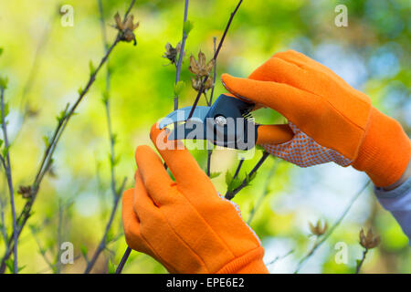 Jardinage, plantes d'Hibiscus d'élagage, de gants et de cisailles Banque D'Images