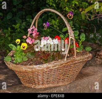 Grand panier en osier recyclé avec des plantes à fleurs en croissance - jaune et violet pensées & rouge, rose, et blanc sur fond sombre les bégonias literie Banque D'Images