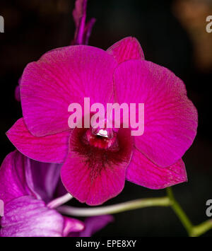 Superbe orchidée, fleur rouge magenta foncé de Dendrobium Bernadette x Cheunsangon sur un fond sombre Banque D'Images