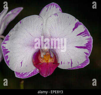 Doritaenopsis 'Lightning' mutation, orchidée, fleur blanche avec des touches de magenta / violet sur fond sombre Banque D'Images