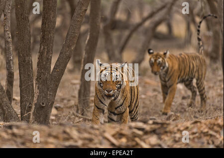 Wild tigre de l'Inde mère et sa marche dans la cub juvénile sec et chaud de forêts boisées de Ranthambore Banque D'Images