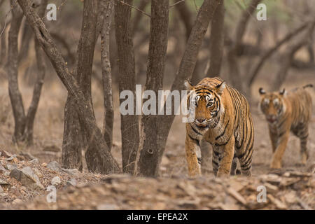 Wild tigre de l'Inde mère et sa marche dans la cub juvénile sec et chaud de forêts boisées de Ranthambore Banque D'Images