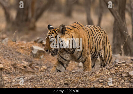 Les Indiens sauvages tiger walking dans les forêts boisées sèches et chaudes de Ranthambore Banque D'Images