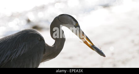 Grand Héron sur la plage de Fort de Soto à la recherche de nourriture. La Florida East Coast. Golfe du Mexique. United States.d'Amérique Banque D'Images
