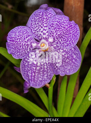 Grand, inhabituelle et spectaculaire violet / bleu et blanc fleur mouchetée d'orchidée Vanda coerulea hybride 'Arambeen'avec des feuilles vertes sur fond sombre Banque D'Images