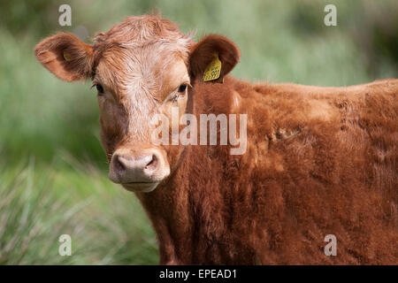 Portrait d'une vache brune, regardant en direction de l'appareil photo. set contre un arrière-plan flou vert Banque D'Images