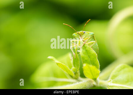 Green Shield Bug insecte Macro Banque D'Images