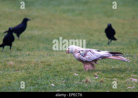 Red Kite, un leucistic, aile-tagged individu, Rhayader, Wales, UK. Banque D'Images