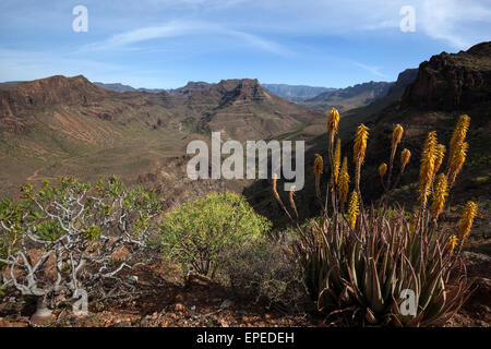 Vue du Mirador Degollada de Las Yeguas à Barranco de Fataga, Gran Canaria, Îles Canaries, Espagne Banque D'Images