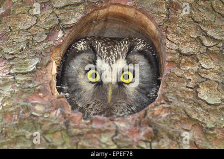 Nyctale de Tengmalm (Aegolius funereus), adulte, à la sortie de son trou de nidification dans un nichoir, Rhénanie du Nord-Westphalie, Allemagne Banque D'Images