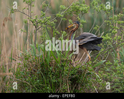 Héron pourpré (Ardea purpurea), Bade-Wurtemberg, Allemagne Banque D'Images