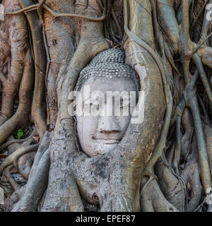 Tête de statue de Bouddha en incarnés strangler fig racines (Ficus religiosa), Wat Mahathat, Ayutthaya, Thaïlande centrale Banque D'Images