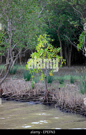 La Mangrove blanche (Laguncularia racemosa), dans l'eau, zone humide d'iSimangaliso, Kwazulu Natal, Afrique du Sud Banque D'Images