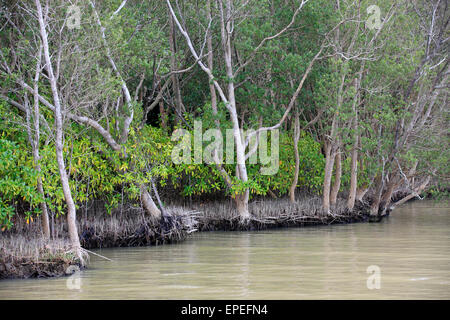 La Mangrove blanche (Laguncularia racemosa), dans l'eau, zone humide d'iSimangaliso, Kwazulu Natal, Afrique du Sud Banque D'Images