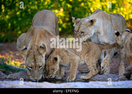 Les lions (Panthera leo), la lionne avec ses petits, quatre mois, à l'eau, boire, Kuruman, Désert du Kalahari Banque D'Images