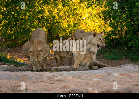 Les lions (Panthera leo), la lionne avec ses petits, quatre mois, à l'eau, boire, Kuruman, Désert du Kalahari Banque D'Images