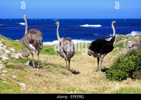 Autruche d'Afrique du Sud (Struthio camelus australis), adulte, deux femelles et un mâle, le Cap de Bonne Espérance Banque D'Images