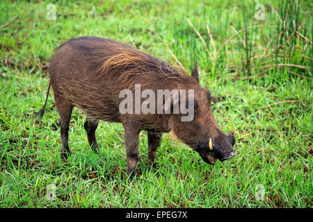 Phacochère (Phacochoerus aethiopicus), adulte, l'alimentation, la zone humide d'iSimangaliso, Kwazulu Natal, Afrique du Sud Banque D'Images