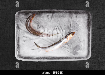 Concept fruits de mer de la Méditerranée. La sardine fraîche sur la plaque de glace de poisson avec des grains de poivre noir sur fond texturé. Banque D'Images