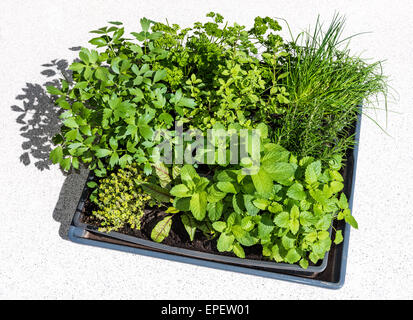 Herbes fraîches dans des conteneurs sur les balcons de plus en plus d'élevage manutention race dans la plus petite de la ciboulette persil thym menthe espace sorr Banque D'Images