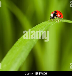 Coccinelle sur l'herbe verte Plus Bachground Banque D'Images