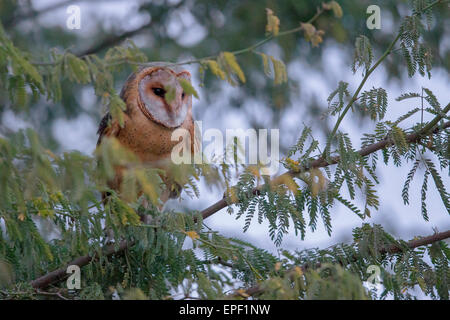 Cap-vert Barn Owl Banque D'Images