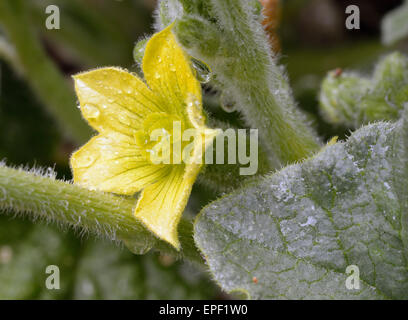 Ecballium elaterium Squirting Cucumber - à partir de la Méditerranée Banque D'Images