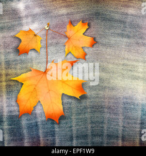 La direction générale de l'érable de l'automne avec des feuilles sur fond bleu jeans Banque D'Images