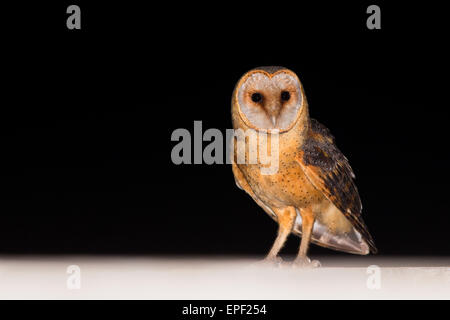 Cap-vert Barn Owl Banque D'Images