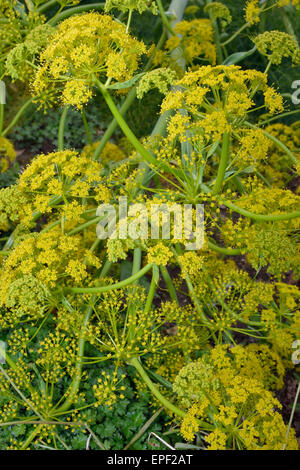 Fenouil géant - Ferula communis Umbellifer jaune de la Méditerranée Banque D'Images