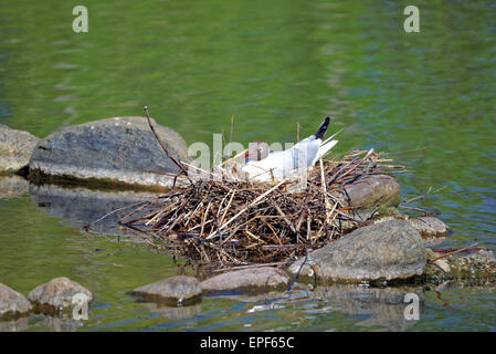 Mouette rieuse (Chroicocephalus ridibundus) est une petite mouette qui se reproduit dans une grande partie de l'Europe et l'Asie, et aussi dans les régions côtières de l'Est Banque D'Images