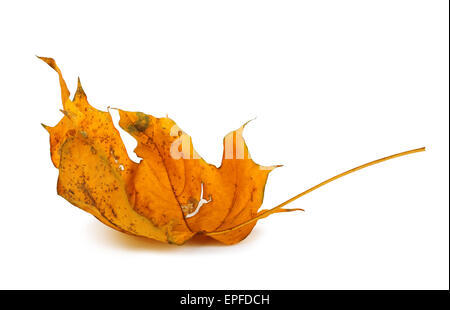 La direction générale de l'érable de l'automne avec des feuilles isolées sur fond blanc Banque D'Images