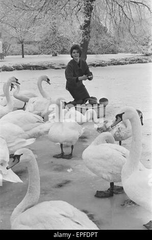 L'actrice Mandy Miller, ex-star de cinéma de l'enfant est photographié ici nourrir les cygnes sur la rivière Avon, qui a été gelé pour la première fois depuis de nombreuses années. 25 janvier 1963. Banque D'Images