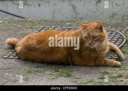 Le gingembre cat sur un trottoir Banque D'Images